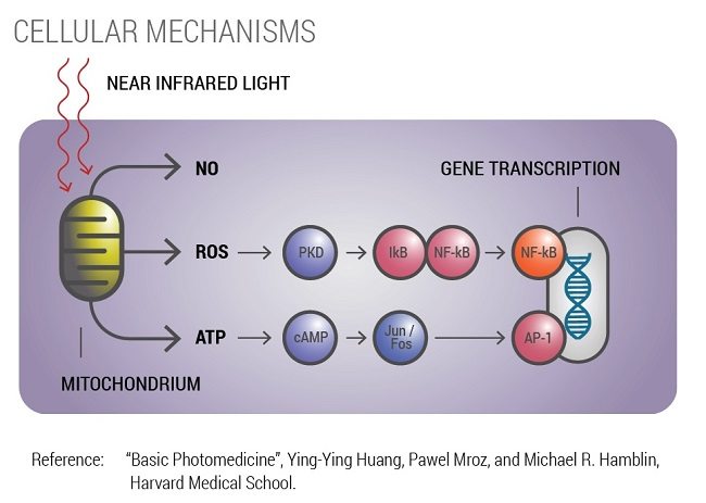 Photobiomodulation-mechanisms-medium